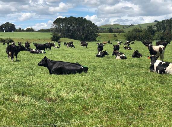 Feed Assessment